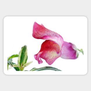 Antirrhinum majus  'Frosted Flame'  Snapdragon Sticker